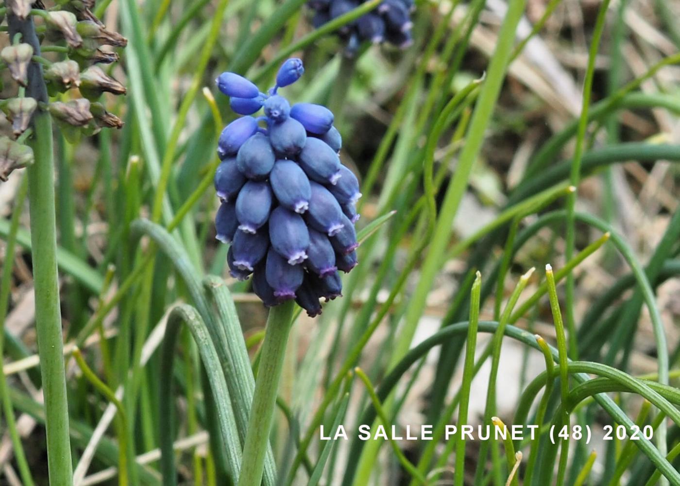 Grape hyacinth, Southern flower